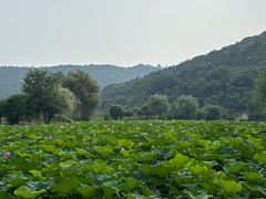 -龙寺生态园