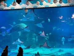 -烟台海昌鲸鲨海洋公园