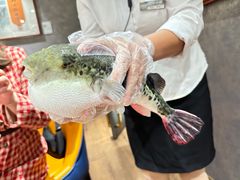 -鲐赏河豚(长寿店)