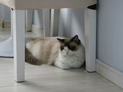 -喵的天空名猫咖啡馆·撸猫·猫舍·用品