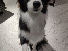 -菲尔斯特宠物医院