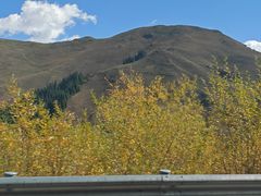 -蘑菇拌面•正宗新疆菜