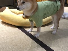 -逗柴咖啡屋·狗咖猫咖宠物桌游