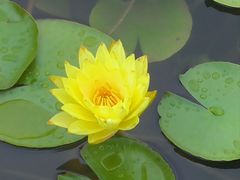 -微山岛春天里酒家