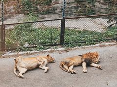 -大连森林动物园