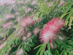 -云溪植物园