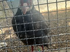 -青藏高原野生动物园