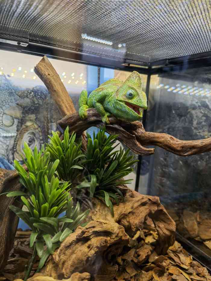 新官园花鸟鱼虫工艺品市场