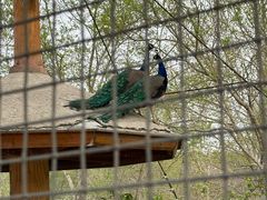 -石家庄市动物园