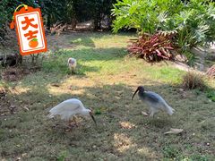 -广州长隆飞鸟乐园