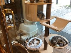 -猫大福·Fortune Cat猫舍(百子湾店)