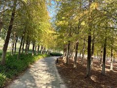 -春花秋色城市公园