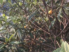 -塘栖枇杷特色园区