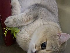-美联众合动物医院·24h京西诊疗中心
