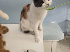 -喵的天空名猫咖啡馆·撸猫·猫舍·用品