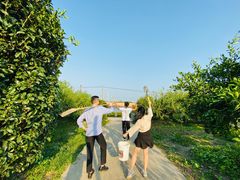 -樂桃源奉贤黄桃种植采摘基地
