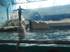 -秦皇岛乐岛海洋王国