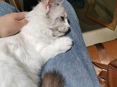 -藏猫猫咖啡主题馆(中央大道店)