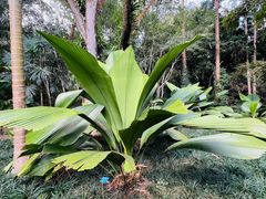 -中国科学院西双版纳热带植物园