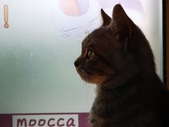 -猫的茶·猫咖