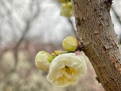 -无锡梅园公园