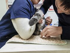 -格蕾宠物医院24H·猫科·肿瘤科·骨科中心(福州总院)