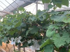 -马陆小张葡萄园农家乐