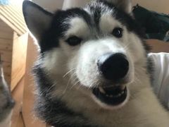 -Husky Go! 哈士奇体验馆·宠物咖啡厅狗咖