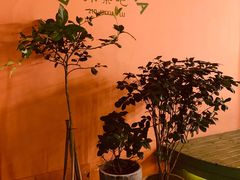 -La Maison 夜来香(进贤路店)