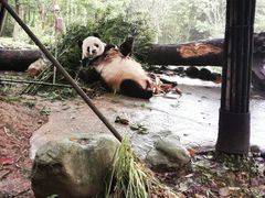 -都江堰中华大熊猫苑