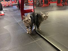 -KingBull私教健身&格斗订制(龙井商业中心店)