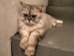 -猫友咖啡店(玉林西路店)
