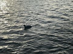 -海德公园