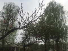 -秀丽东方