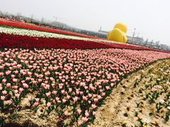 -荷兰花海