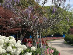 -上海鲜花港