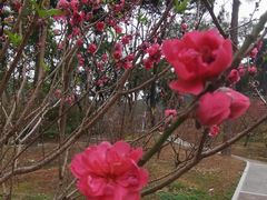 -桃花涧