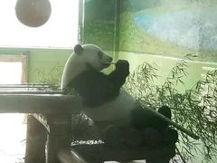 -石家庄市动物园