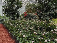 -上海鲜花港