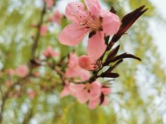 -桃花堤公园