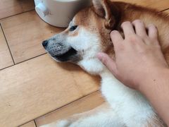 -喜柴咖啡·柴犬狗咖