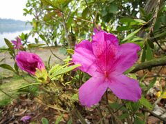 景点-湖光岩风景区