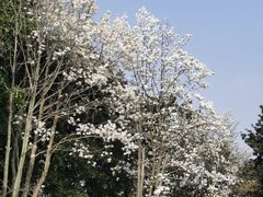 -上海共青森林公园