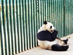 -沈阳森林动物园