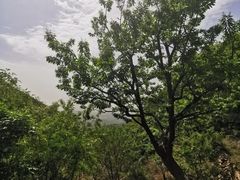 -遵化市禅林寺古银杏风景园