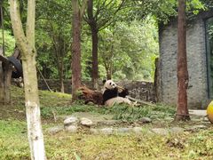 -都江堰中华大熊猫苑