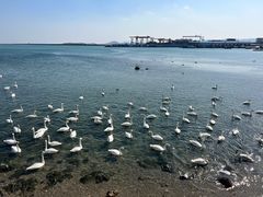 -烟墩角天鹅湖