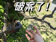 -杭州植物园