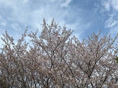 -高东镇樱花园