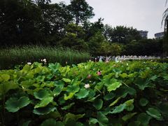 -莲湖公园